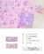 BT21 - Dream of Baby Blanket na internet